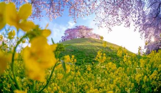 桜と菜の花が奇跡のコラボ！埼玉県の丸墓山古墳がインスタ映えしていると話題に！